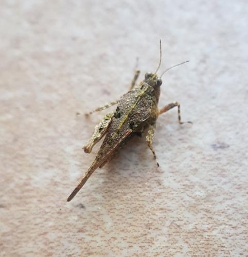 Paratettix meridionalis